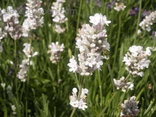 Melissa (English Lavender)
