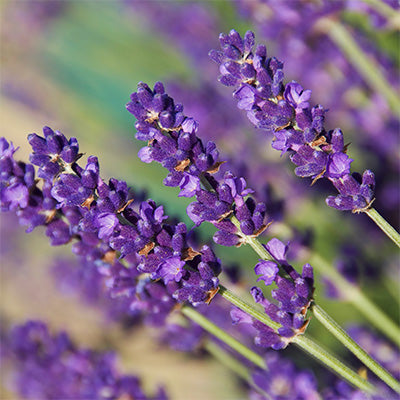 Royal Velvet (English Lavender)
