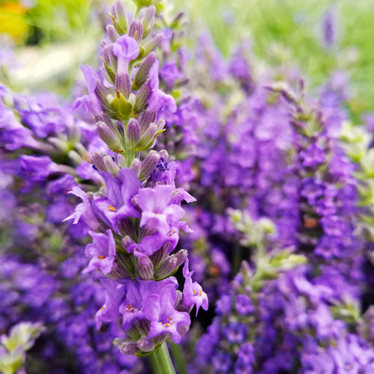 Sensational (French Lavender)