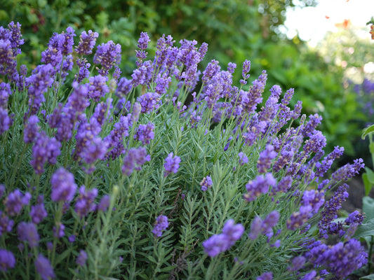 Phenomenal (French Lavender)